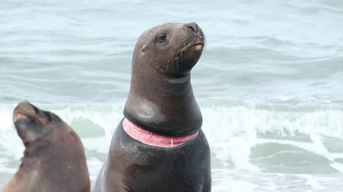 Sea Lion (Otaria flavescens) with neck damage caused by plastic garbage sits on the shore, Patagonia, Argentina.