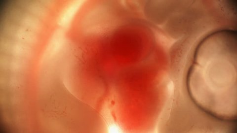 embryo's heartbeat, the heart contracts and pushes blood through the vessels, early stage chicken embryo. when still very similar to human