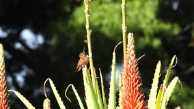 Hummingbird and beautiful red Aloe arborescens, photo took at Los Angeles