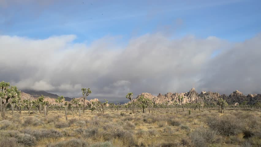 Beautiful landscape with Joshua tree, mountain, rocks at Joshua Tree National Park, California