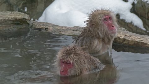 Snow Monkey (Japanese macaques,) In Hot Spring, Nagano, Japan. Stock Video