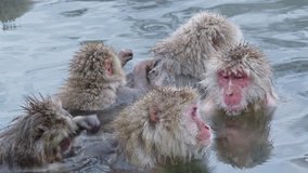 Snow Monkey (Japanese macaques,) In Hot Spring, Nagano, Japan.