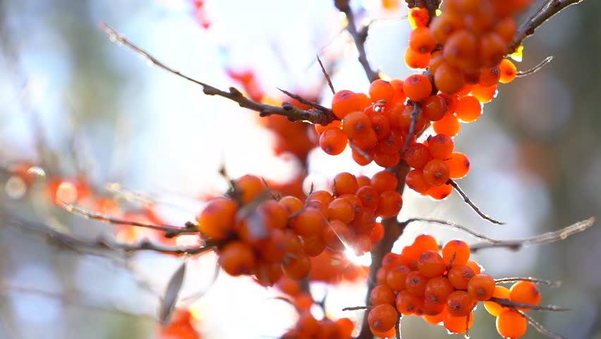 sea-buckthorn. Sea buckthorn bunches on tree close up (in sunshine in garden nature. Hippophae rhamnoides. Sea buckthorn organic ripe berries background. Medical plant cosmetics etc production of oil Royalty-Free Stock Footage #1023419377