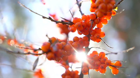 sea-buckthorn. Sea buckthorn bunches on tree close up (in sunshine in garden nature. Hippophae rhamnoides. Sea buckthorn organic ripe berries background. Medical plant cosmetics etc production of oil
