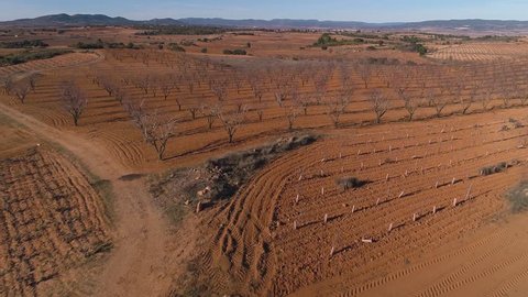 Aerial: Dry field with Dried trees planted symmetrically aligned in straight lines. Concept of Global warming. Sunny hot day.
