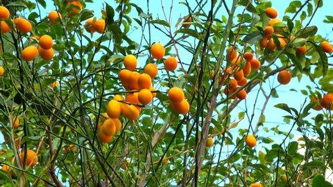 Orange Garden Stock Photo (Edit Now) 593811710