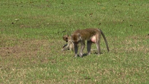 Monkey with a cub on the grass on a Sunny day. Thailand