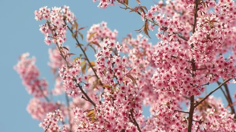 Pink sakura flower, Cherry blossom, Himalayan cherry blossom swaying in wind closeup background in Thailand.