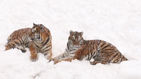 Siberian tiger couple lying in snow at blizzard. Tigress communicates with her young amur tiger by roar, growling and groans. Frozen scene from wild winter nature of Taiga. Panthera tigris altaica