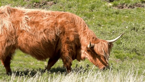 Highland cow eating grass, Isle of Mull, Scotland, UK