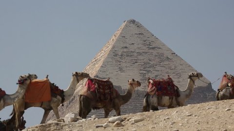 Camels Pass By Egyptian Pyramid Slow Motion