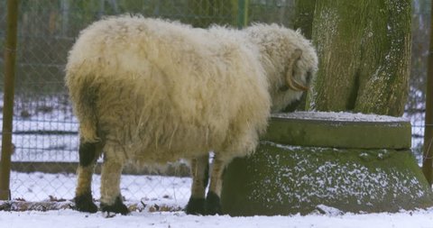 Full body shoot of sheep licking stone for ice with snow in the back 1