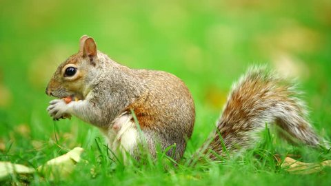 Squirrel Eating Nut At  Blured Green Background, London, - Shallow Depth 