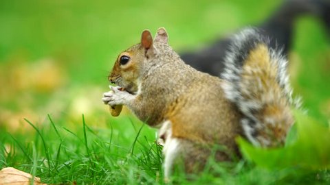 Squirrel Eating Nut At  Blured Green Background, London, - Shallow Depth 