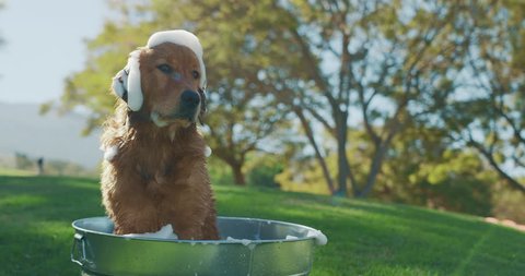 Adorable Golden Retriever takes a bubble bath in the park, summer dog bath