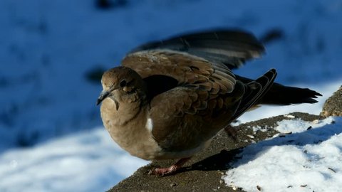 Close-up clip of American mourning doves, zenaida macroura or rain dove, stretching leg and wings, then flying away.