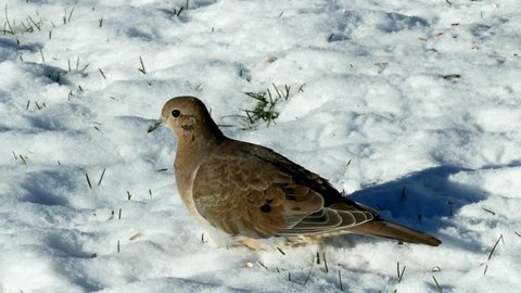 Close-up clip of American mourning doves, zenaida macroura or rain dove, on snowy ground.