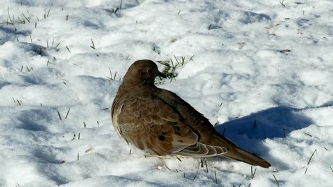 Close-up clip of American mourning doves, zenaida macroura or rain dove, on snowy ground.
