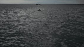 1920x1080 30 Fps. Slow Motion Sea Birds Flying on Sea Water Video.