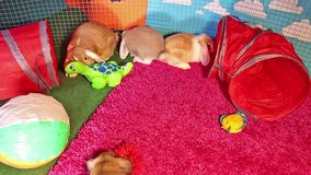 Rabbit bunny playground rabbits pets playing together cute animals. Animal toys. Pet Toy Jump Jumping Bun Run