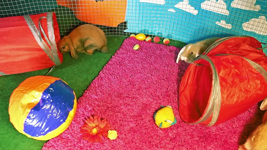 Rabbit bunny playground rabbits pets playing together cute animals. Animal toys. Pet Toy Jump Jumping Bun Run | Shutterstock HD Video #1023444967