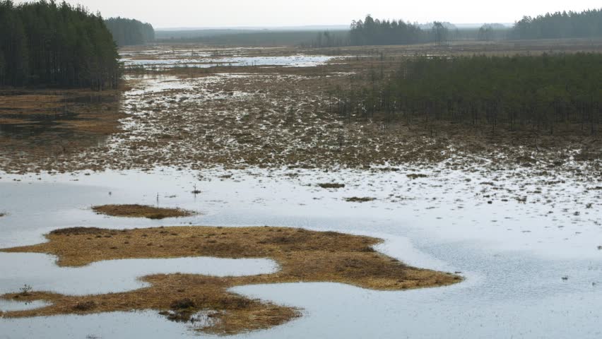 Protected bog landscape in spring day. Static shot.