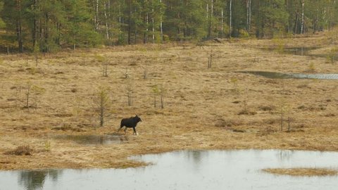 Moose, walking through the shallow spot of the swamp, on a sunny spring morning. Zoom in.