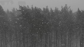 It is snowing in winter coniferous fores