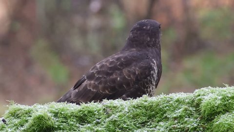 Common buzzard sitting on the forest meadow and eat , winter, (buteo buteo), germany