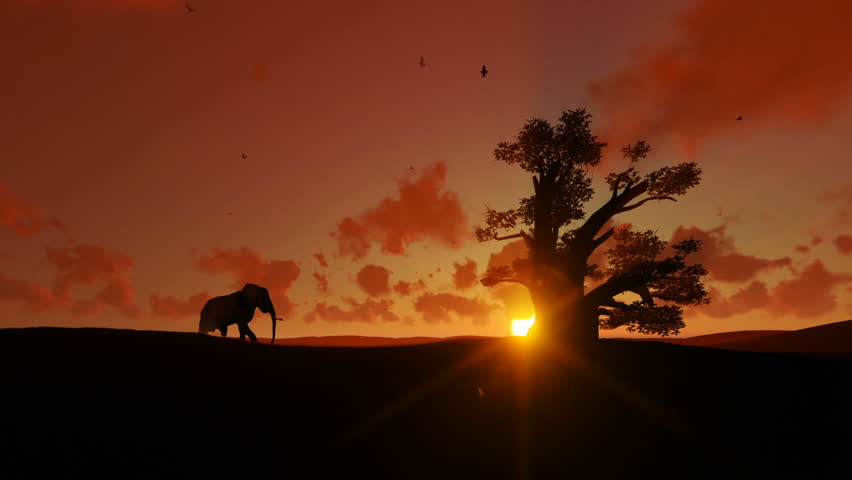 African elephant walking towards a baobab tree agains beautiful sunset, zoom out