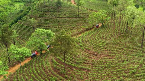 Drone shot of the beautiful Lipton tea plantations with tuk tuks driving through the narrow paths. 