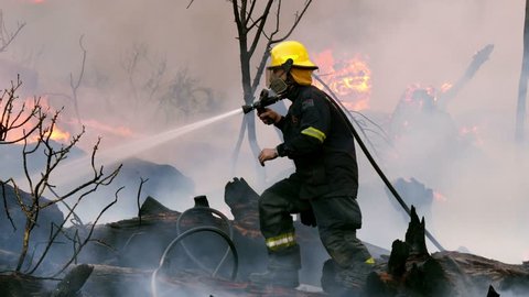 Fire fighter in yellow hat with smoke filter sprays water & carefully treads forward over black charred tree trunks as strong flames & reddened smoke rise from burning bush behind him, close up pan