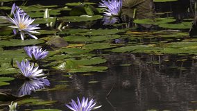 Water Lily Flowers at the Water Hole, Masai Mara Park in Kenya, slow motion