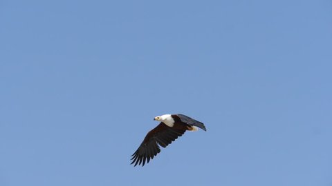 African Fish-Eagle, haliaeetus vocifer, Adult in flight, Flapping Wings, Baringo Lake in Kenya, slow motion