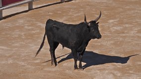 Bull during a Camarguaise race, a sport in which participants try to catch award-winning attributes fixed to the forehead and the horns of a bull named cocardier, South east of France