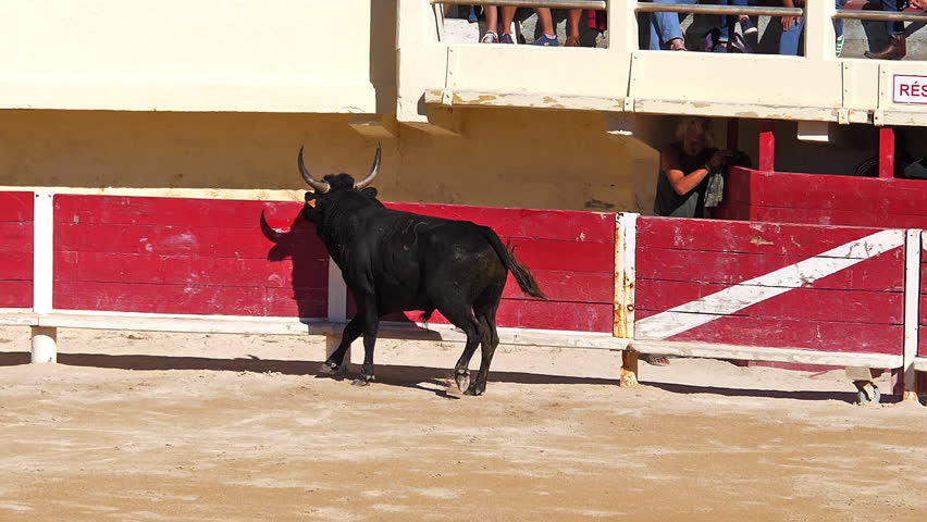 Bull during a Camarguaise race, a sport in which participants try to catch award-winning attributes fixed to the forehead and the horns of a bull named cocardier, South east of France
