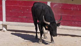 Bull during a Camarguaise race, a sport in which participants try to catch award-winning attributes fixed to the forehead and the horns of a bull named cocardier, South east of France