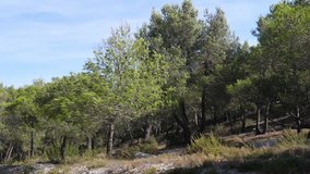 Landscape with Pine trees near Maussane Les Alpilles in the South East of France, slow motion