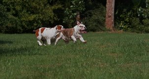 English Bulldog, Females running on Grass, Slow Motion 4K