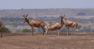 Hartebeest, alcelaphus buselaphus, Herd standing in Savanna, Nairobi Park in Kenya, Real Time 4K