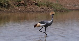 Grey Crowned Crane, balearica regulorum, Adult standing in waterhole, Nairobi Park in Kenya, Real Time 4K