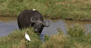 African Buffalo, syncerus caffer, adult eating grass at Waterhole, Cattle Egret, bubulcus ibis, Nairobi Park in Kenya, Real Time 4K