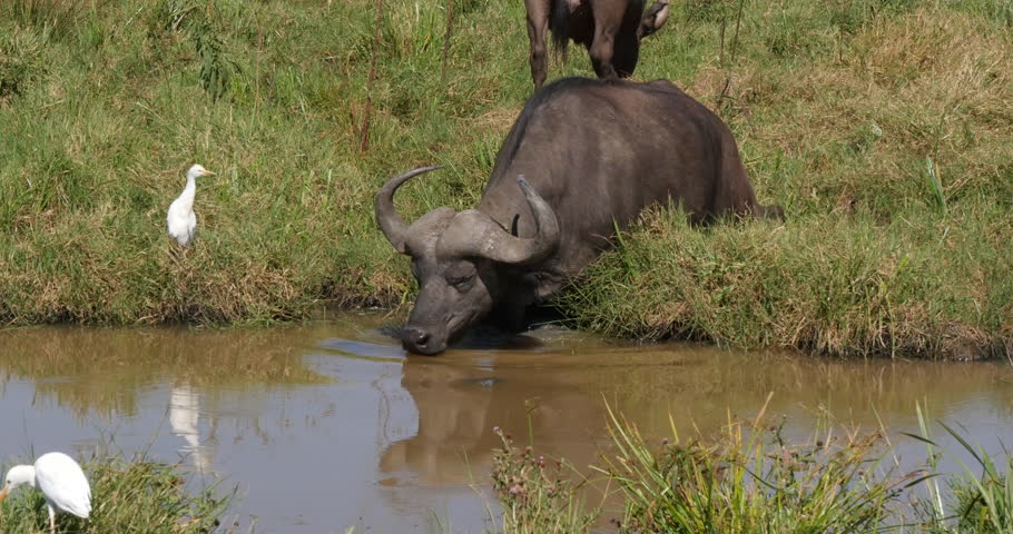 African Buffalo, syncerus caffer, Adult drinking at Waterhole, Cattle Egret, bubulcus ibis, Nairobi Park in Kenya, Real Time 4K