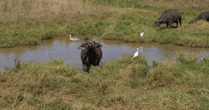 African Buffalo, syncerus caffer, Adults at Waterhole, Grey Heron and Cattle Egret, Nairobi Park in Kenya, Real Time 4K