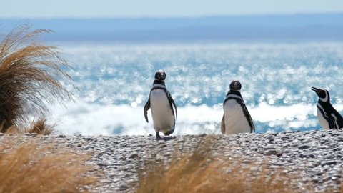Magellanic penguins (Spheniscus magellanicus) walk on the shore of the Atlantic Ocean in Patagonia, Argentina