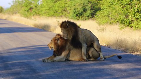 Older Male Lion Mounts And Copulates Another Male To Show Dominance.