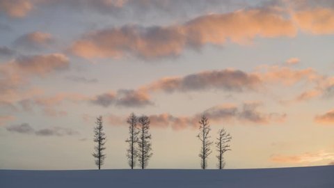 Trees in the snow at sunset, Mild Seven hill, Biei, Hokkaido, Japan