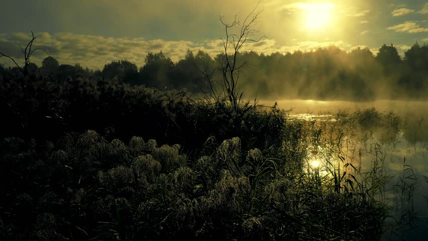 Misty morning over the lake. Dew on plants. sunny mood