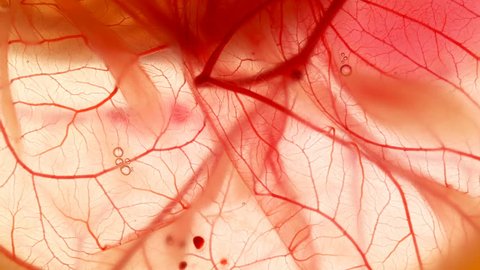 movement of blood through the blood vessels of the circulatory system
