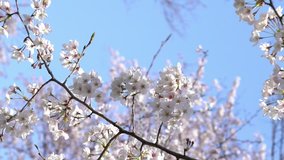 Vertical video. B-roll establishing cinematic shot of cherry blossom sakura flower at Tokyo, Japan during spring season.